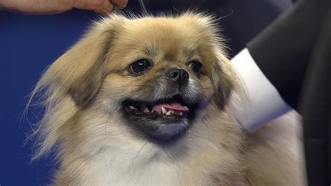 Tibetan Spaniel - Temperament, Lifespan, Shedding, Puppy