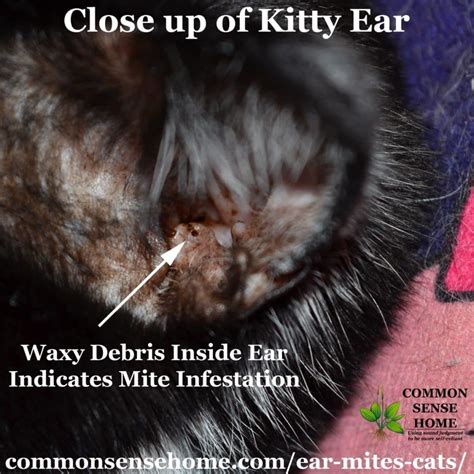 How To Soothe Ear Mites In Cats at Christine Rogers blog