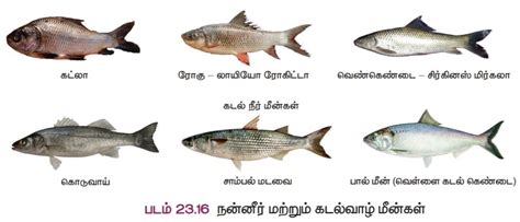 மீன் வளர்ப்பு (Pisciculture) | Pisciculture | in Tamil