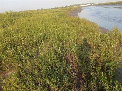 Surat District Forest Department in collaboration with industries ...