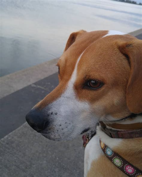 Beagle Lab Mix Size at Stanley Blake blog