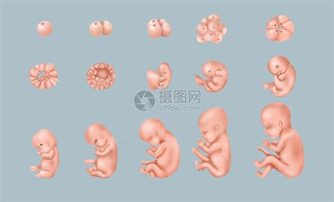 胎儿发育过程图插画图片下载-正版图片401800430-摄图网
