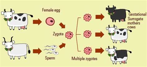 Image result for Cloning Process Explained