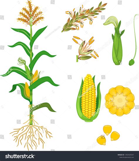 Vektor Stok Parts Plant Morphology Corn Maize Plant (Tanpa Royalti ...