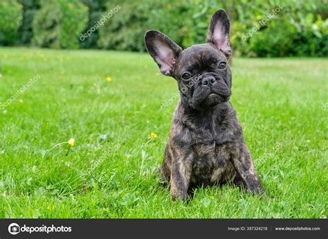 Brindle French Bulldog Wallpaper Hd