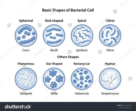 Basic Shapes Bacteria Microbiology Types Shapes Stock Vector (Royalty ...