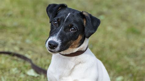Is Jack Russell A Good Family Dog