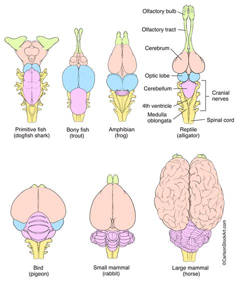 Image result for Forebrain Evolution