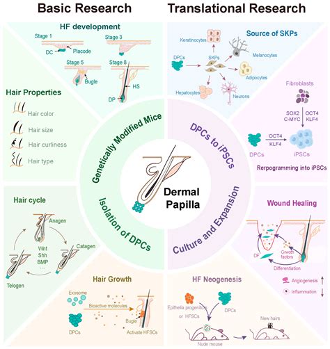 Dermal Papilla Cells: From Basic Research to Translational Applications