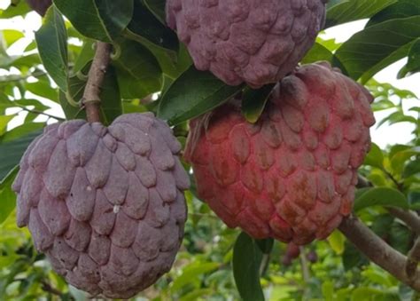 Amazon.com : RED Custard Apple Fruit Tree Grafted 1.5-4 Feet Tall ...