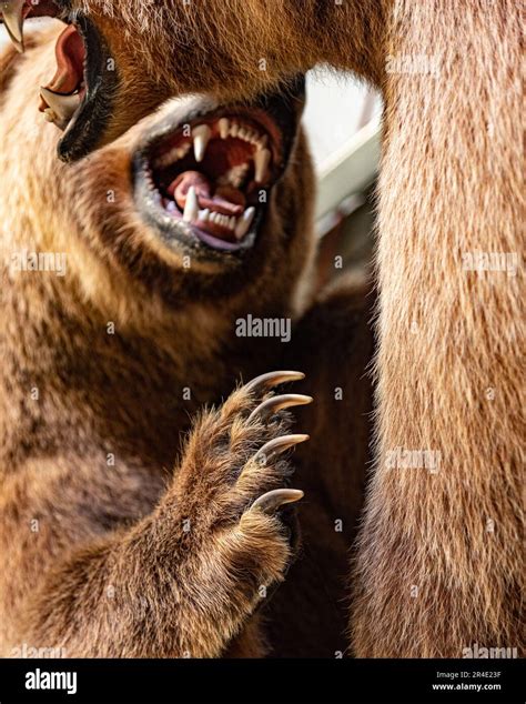 Taxidermy grizzly bears seen in Yukon Territory with close up, scary ...