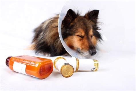 人類的藥物可以給狗狗服用嗎？用錯了可能會要了狗狗的命 - 每日頭條