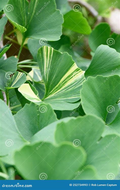 Living Fossil Ginkgo Biloba Variegata Variegated a White-striped Leaf Stock Image - Image of ...