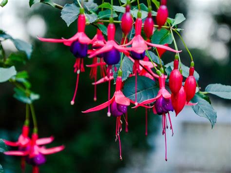 Fuchsia Plant Care: How To Grow Fuchsia Flowers