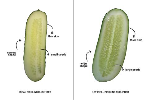 Facts About Our Pickling Cucumbers - The Real Dill®