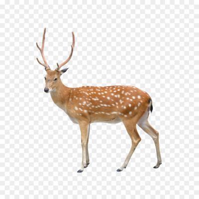 Deer - Pngsource
