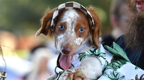 In honor of National Dachshund Day, Wichita Falls hosts Wienerfest.