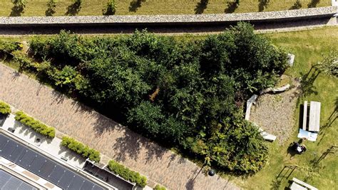 Tiny forests, big impact: What is a microforest and how does it help ...