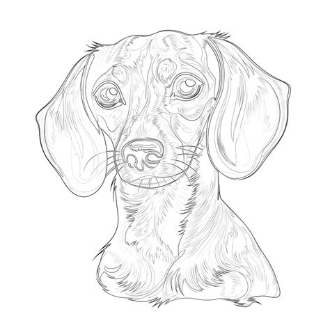 Weiner Dog Coloring Page | Coloring Pages Mimi Panda