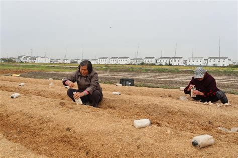 【学习强国】江苏淮安淮阴刘河村：稻田种上食用菌 稻菇轮作效益高-联合技术转移中心