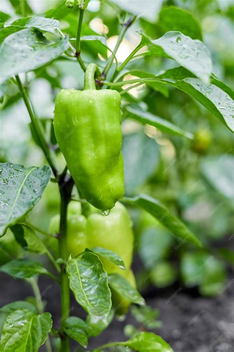 Premium Photo | Green bell pepper growing on a bush in a vegetable garden