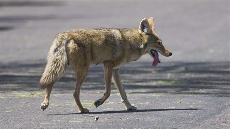 Do Coyotes Eat Small Dogs