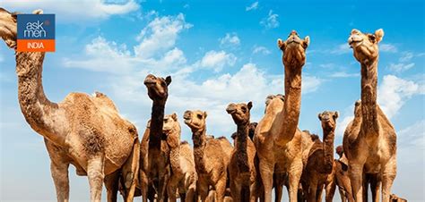 Australia Bushfires: Authorities Settle On Culling Thousands of Camels ...