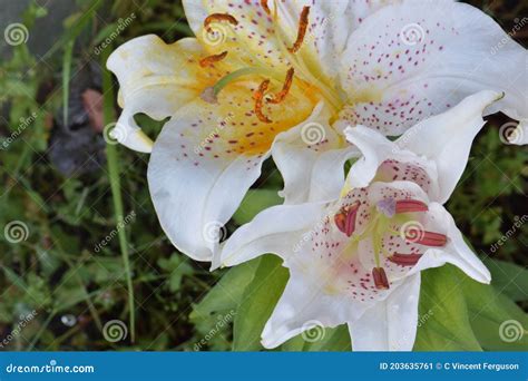 Stargazer White Lily Blossoms Stock Image - Image of wildflower, lily ...