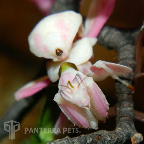 Buy Orchid Mantis (Hymenopus coronatus) for sale at PanTerra Pets