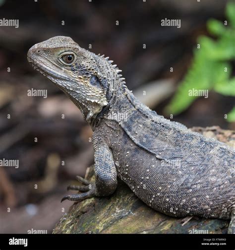 Claw of australian water dragon hi-res stock photography and images - Alamy
