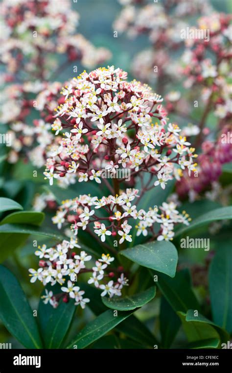 Bildergebnis für rubella strauch