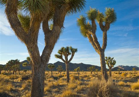 How To Draw A Joshua Tree Step By Step