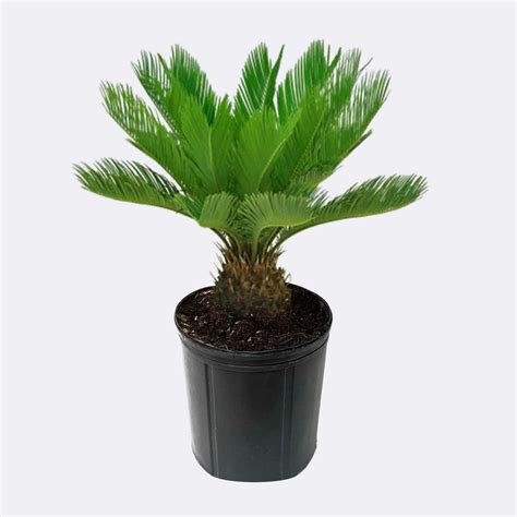 Sago Palm Tree