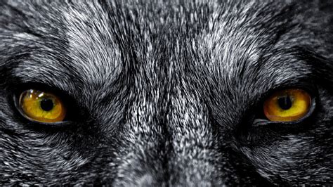 HD Wolf Backgrounds | PixelsTalk.Net