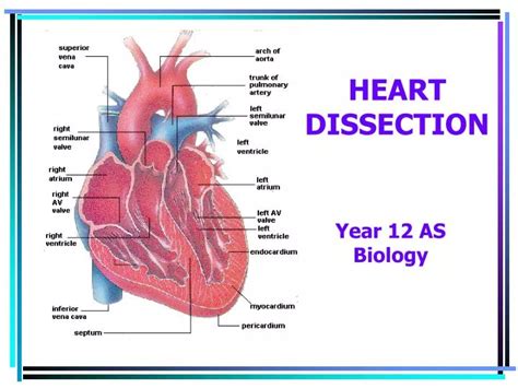 Image result for Heart Dissection Tutorial
