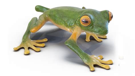 3D Realistic Tree Frog Rigged | 3D Molier International