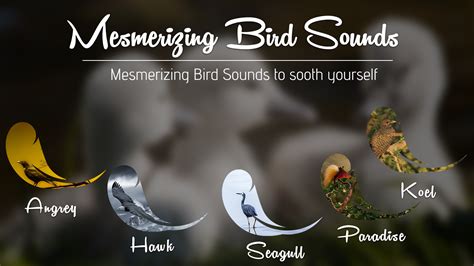 Bird Sound ~ Nature Sound HD - App on Amazon Appstore