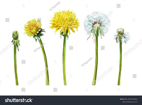 Stages Dandelions Life Watercolor Yellow Flowers Stock Illustration ...