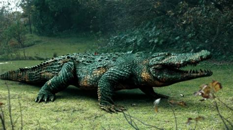 巨鳄(Crocodile Alert)-电影-腾讯视频