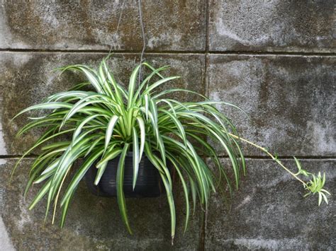 Transplanting Spider Plants