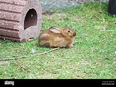 Image result for Rabbit in Burrow