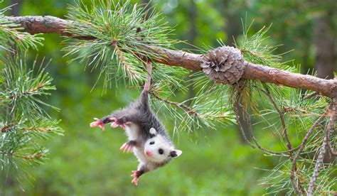 What to know about possums in San Antonio