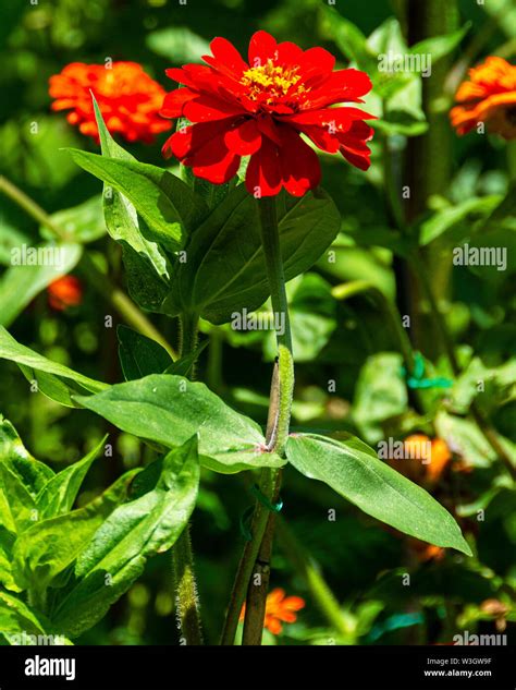Zinnia Elegans Leaves