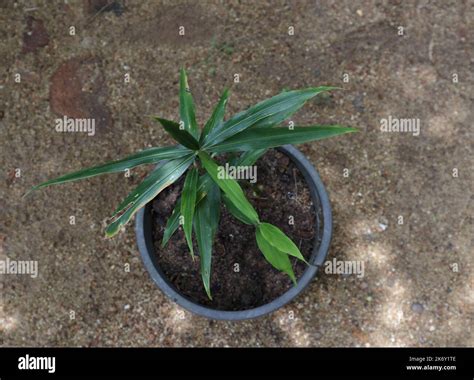 How To Grow Zingiber Officinale at Brianna Fornachon blog