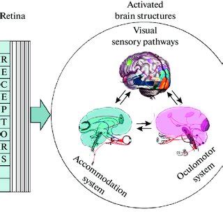 Image result for Processing of Visual Information Pathway