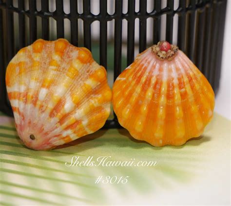 Set of two Sunrise shells from Hawaiian island #3015 - ShellsHawaii.com