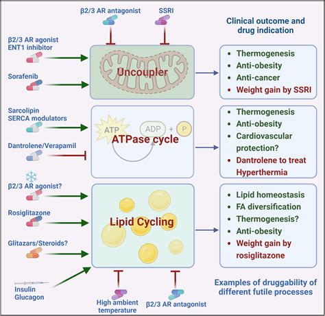 Futile cycles: Emerging utility from apparent futility: Cell Metabolism