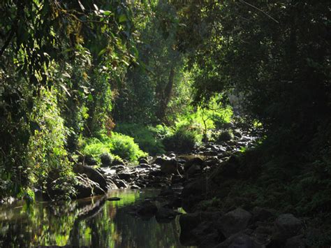 Mankulam Nature Appreciation Centre