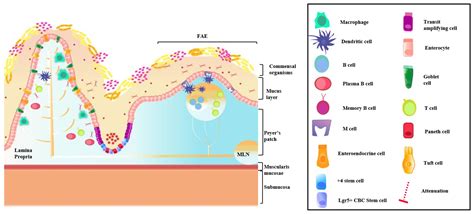 The Link between Oral and Gut Microbiota in Inflammatory Bowel Disease ...