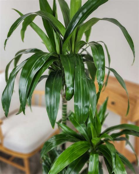 Dracaena Fragrans ‘Lisa’ | PlantVine
